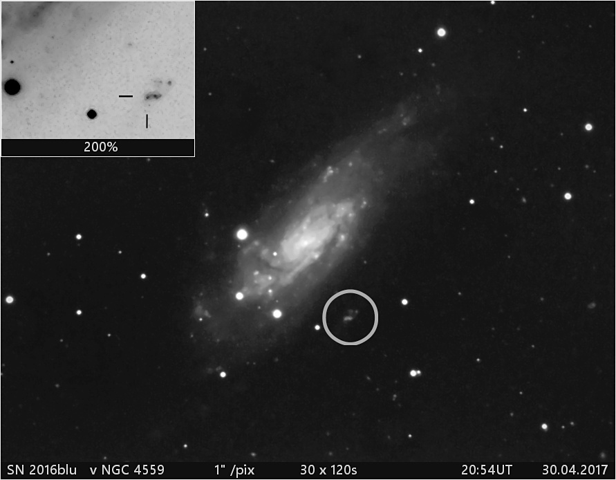 SN 2016blu  v NGC4559